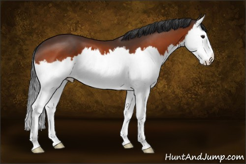 Horse Color:Brown Splash 