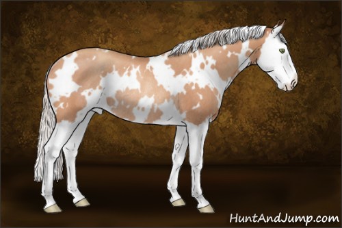 Horse Color:White Spotted Silver Sable Champagne Splash Rabicano 