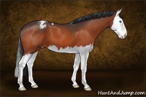 Horse Color:Brown Splash Appaloosa 