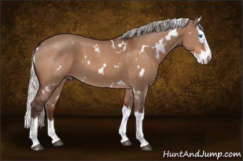 Horse Color:White Spotted Silver Brown Dun Splash 