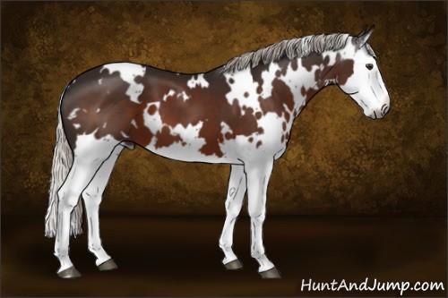 Horse Color:Gray White Spotted Silver Brown Splash 