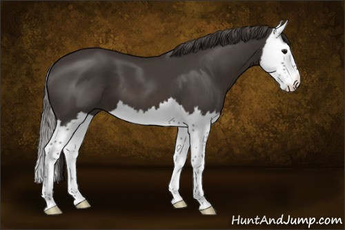 Horse Color:Smoky Black Splash 