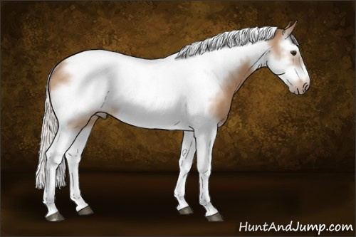 Horse Color:Silver Bay Dun Splash Tobiano Frame Rabicano 