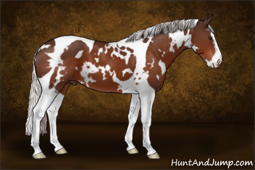 Horse Color:White Spotted Silver Brown Splash Tobiano 