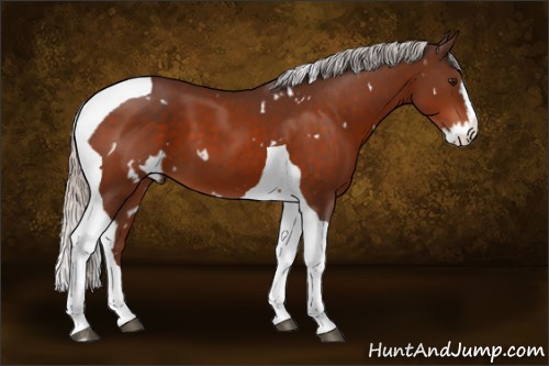 Horse Color:White Spotted Silver Bay Splash Tobiano 