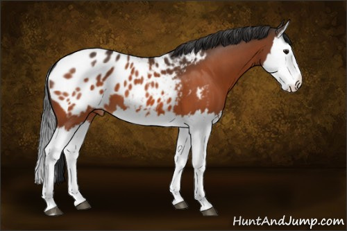 Horse Color:Bay Splash Appaloosa 
