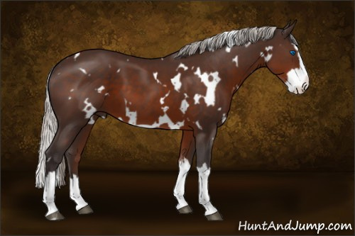 Horse Color:White Spotted Silver Brown Splash 