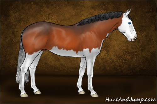 Horse Color:Brown Splash 
