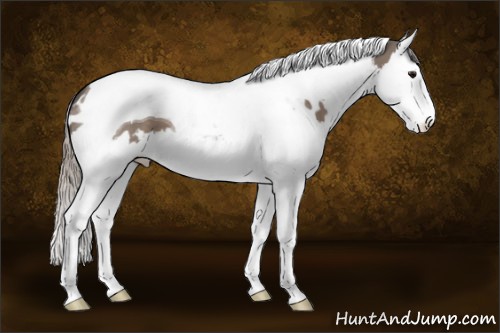 Horse Color:White Spotted Silver Grullo Splash Tobiano 