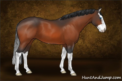 Horse Color:Bay Splash 