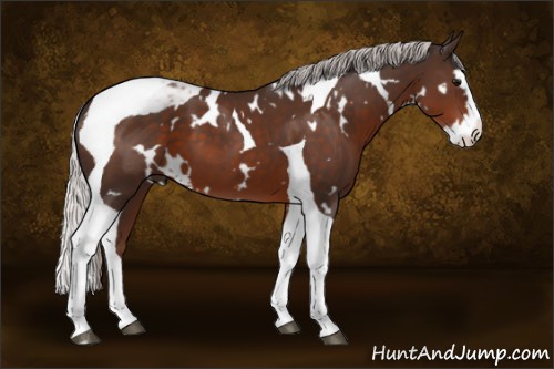 Horse Color:White Spotted Silver Brown Splash Tobiano 