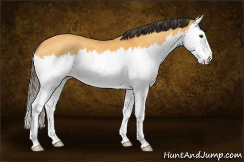 Horse Color:Buckskin Dun Splash 