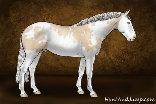Horse Color:White Spotted Silver Buckskin Pearl Dun Splash 