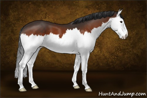 Horse Color:Brown Splash 