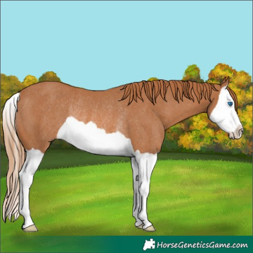 Horse Color:Chestnut Splash Rabicano 