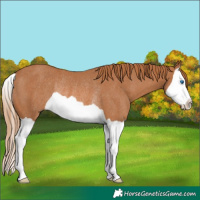 Horse Color:Chestnut Splash Rabicano 