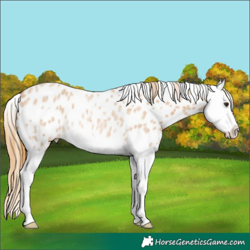 Horse Color:Red Roan Splash Appaloosa Rabicano 