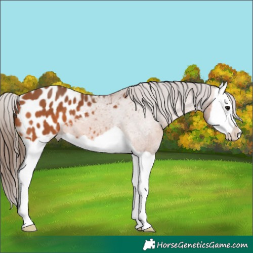 Horse Color:Bay Splash Appaloosa