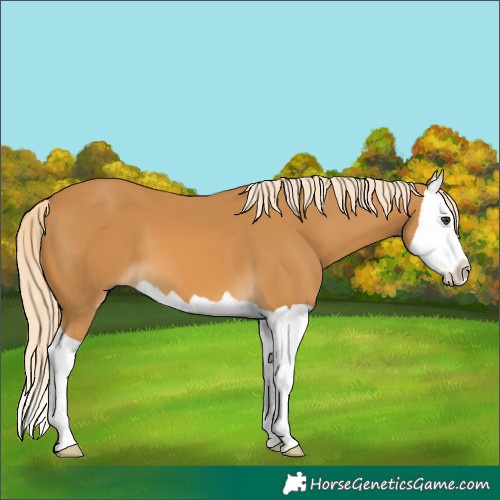 Horse Color:Unknown 