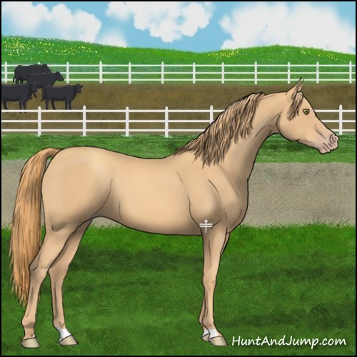 Horse Color:Gold Champagne 