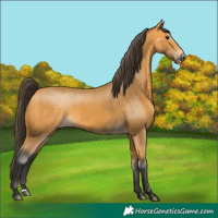 Horse Color:Buckskin 