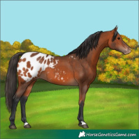 Horse Color:Bay Appaloosa 