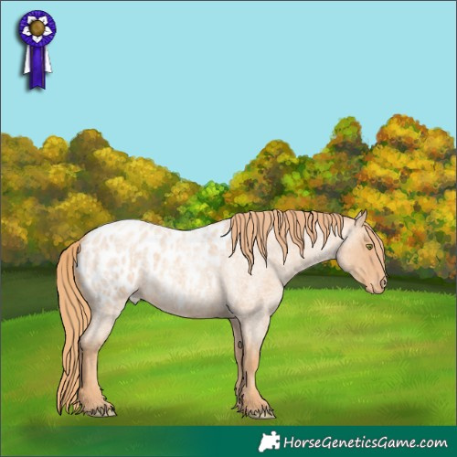 Horse Color:Gold Champagne Roan Appaloosa 