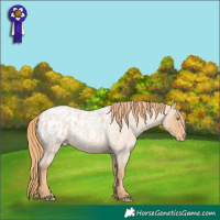 Horse Color:Gold Champagne Roan Appaloosa 