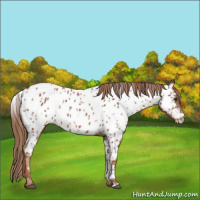 Horse Color:White Spotted Chestnut Appaloosa 