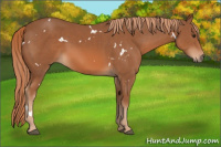 Horse Color:White Spotted Chestnut 