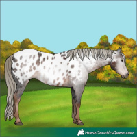 Horse Color:Gray Liver Chestnut Sabino Appaloosa