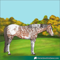 Horse Color:Bay Sabino Splash Tobiano Snowcap 