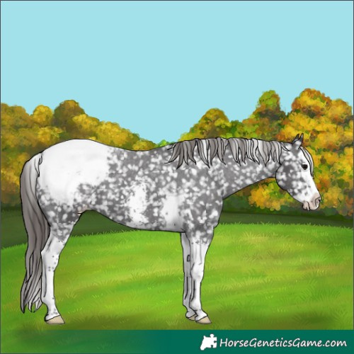 Horse Color:Smoky Black Sabino Splash Tobiano Appaloosa 