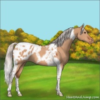 Horse Color:Silver Brown Dun Tobiano Blanket 