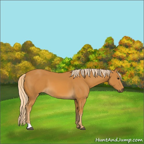 Horse Color:Palomino 