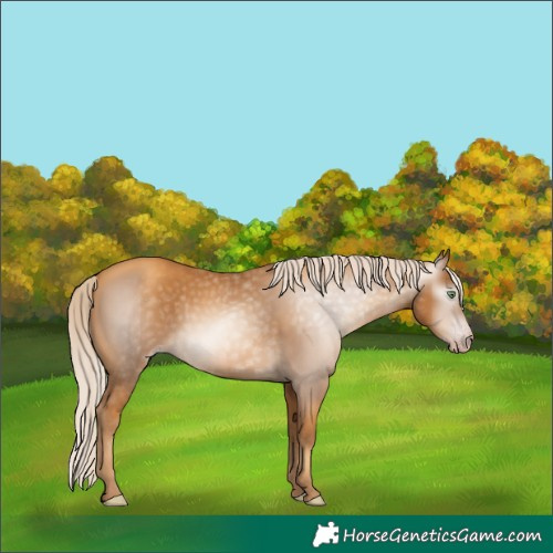 Horse Color:Gray Gold Cream Champagne