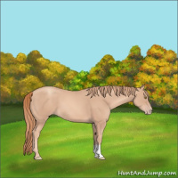 Horse Color:Gold Champagne 