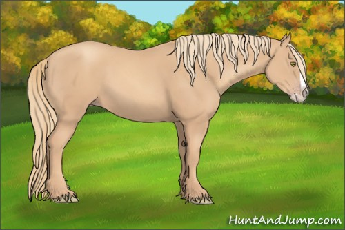 Horse Color:Gold Champagne Splash