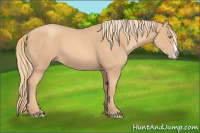 Horse Color:Gold Champagne Splash