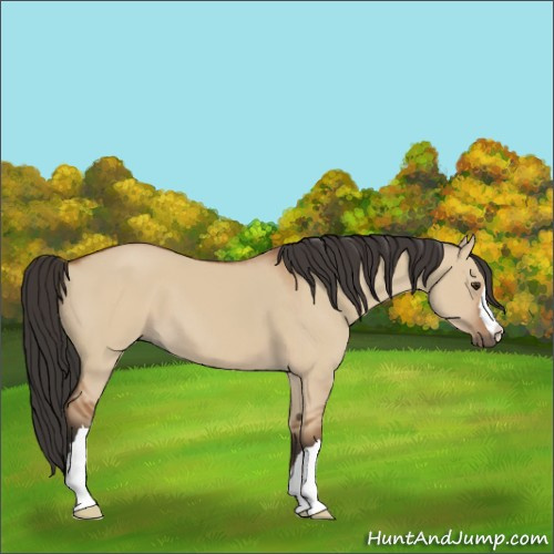 Horse Color:Bay Dun
