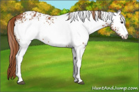 Horse Color:White Spotted Chestnut 