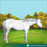 Horse Color:Black Sabino
