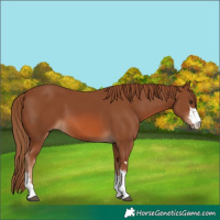 Horse Color:Chestnut 