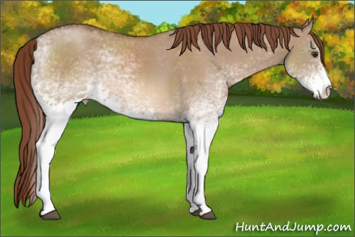 Horse Color:White Spotted Red Dun 
