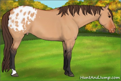 Horse Color:Bay Dun Appaloosa 