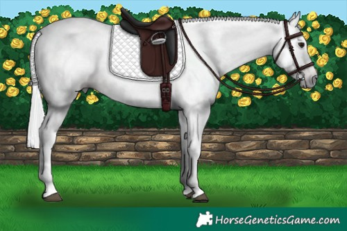 Horse Color:Gray Bay Tobiano Rabicano