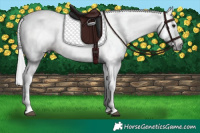 Horse Color:Gray Bay Tobiano Rabicano 