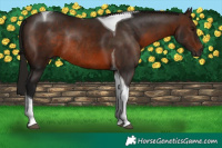 Horse Color:Gray Bay Tobiano Rabicano 