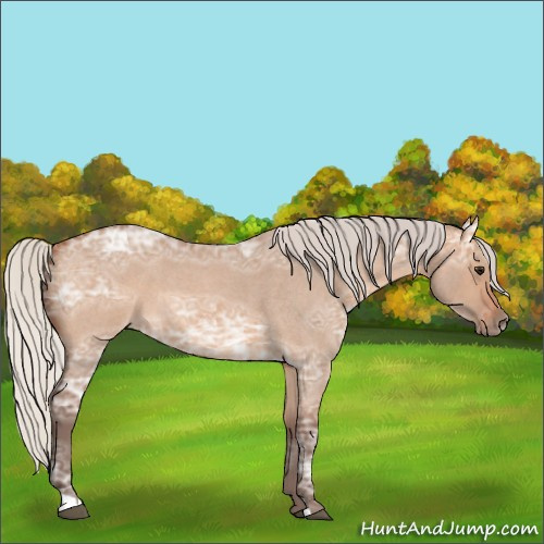Horse Color:Silver Bay Ice Roan Dun 