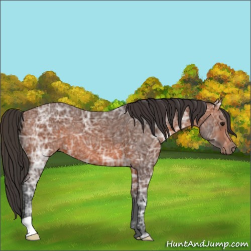 Horse Color:Bay Ice 